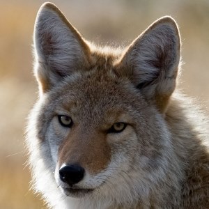 Coyote