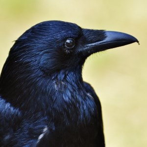 Crow