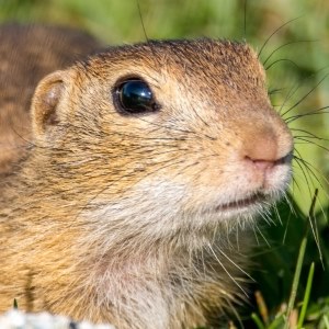 Gopher