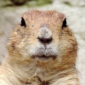 Groundhog