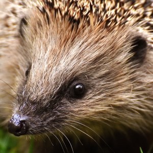 Hedgehog