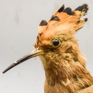 Hoopoe