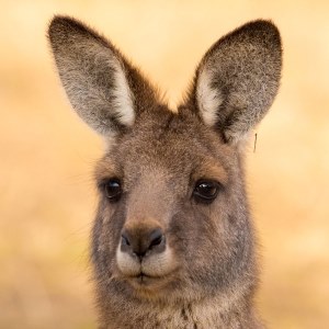 Kangaroo