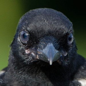 Magpie