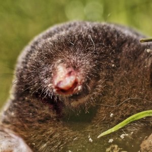 Mole
