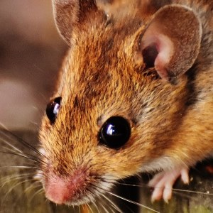 Mouse