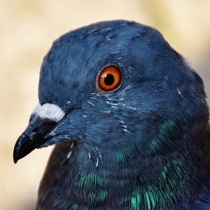 Pigeon