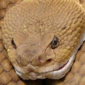 Rattlesnake