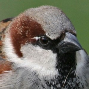 Sparrow