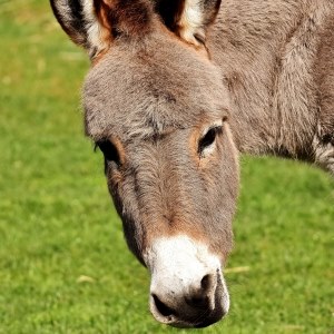 Donkey