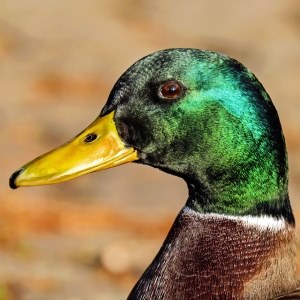 Duck