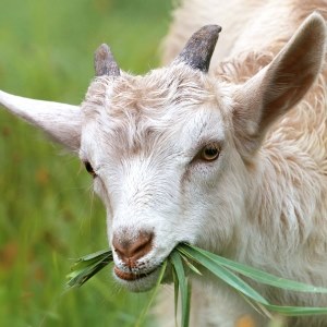 Goat