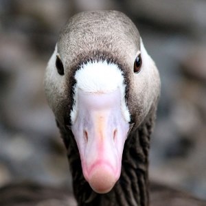 Goose
