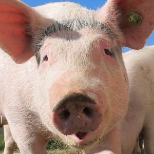 Pig