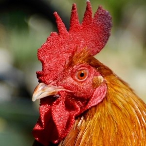 Rooster