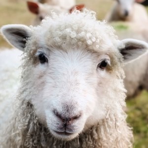Sheep