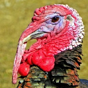 Turkey