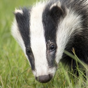 Badger