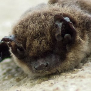 Bat