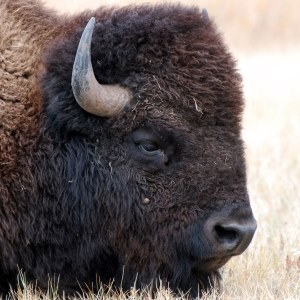 Bison