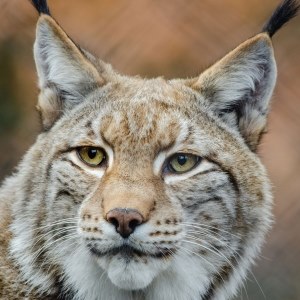Bobcat