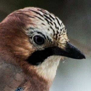 Eurasian Jay