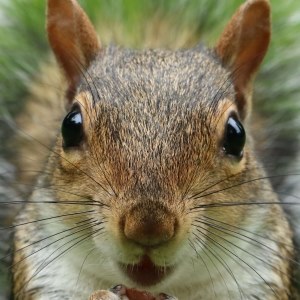 Grey Squirrel