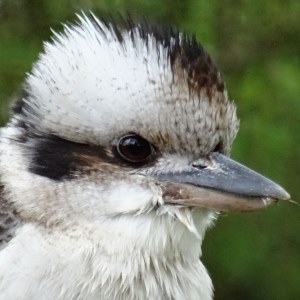 Kookaburra