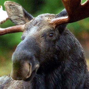 Moose