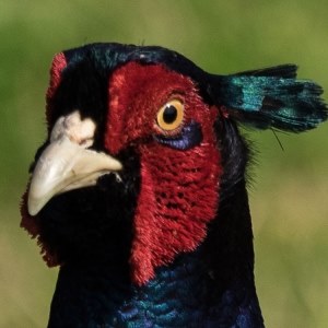 Pheasant