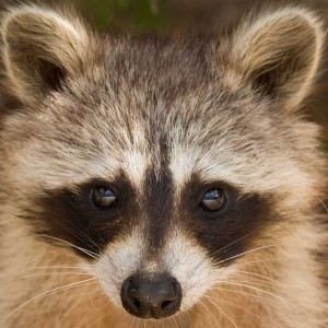 Raccoon