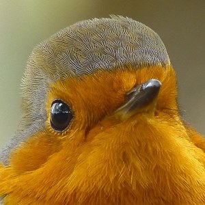 Robin