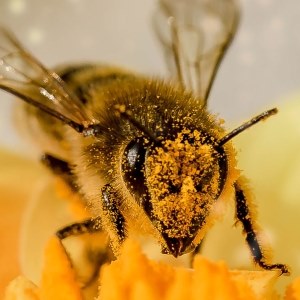 Bee