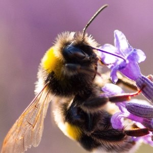 Bumblebee