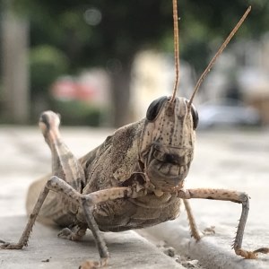 Cricket