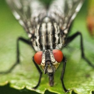 Fly