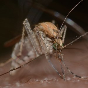 Mosquito