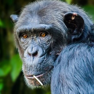 Chimpanzee