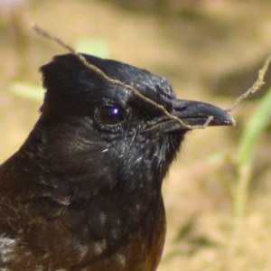 Cuckoo