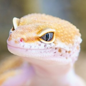 Gecko