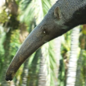 Giant anteater