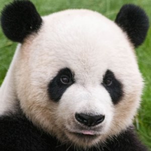 Giant Panda