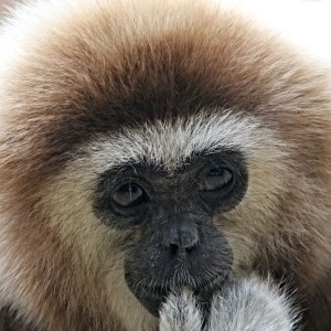 Gibbon