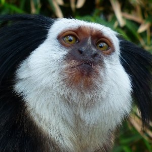 Marmoset