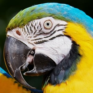 Parrot