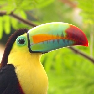 Toucan