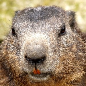 Beaver
