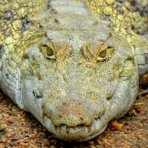 Crocodile