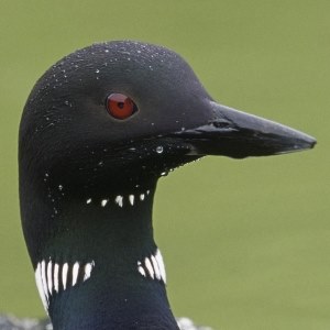 Loon