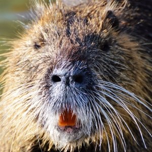 Nutria